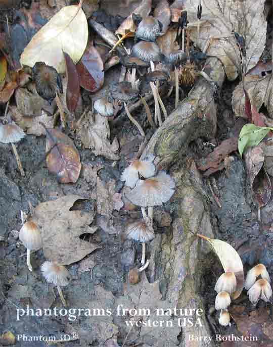 Phantograms from Nature, Western USA