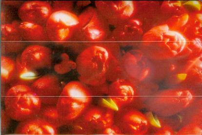 Tulips of Holland 2 3D Greeting Card