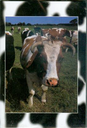 Holland 6 3D Greeting Card