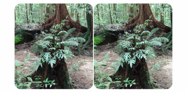 Postcards of Far North Queensland